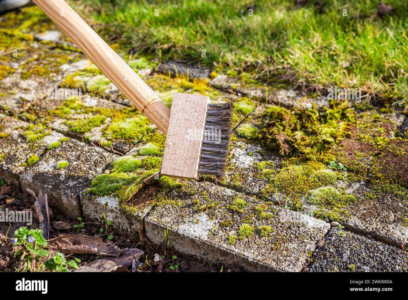Removing and scratching moss out of paving stones, cleaning terrace and