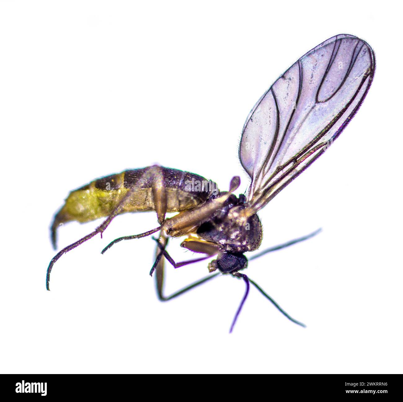 insect under a microscope, female squeaker mosquito Stock Photo Alamy