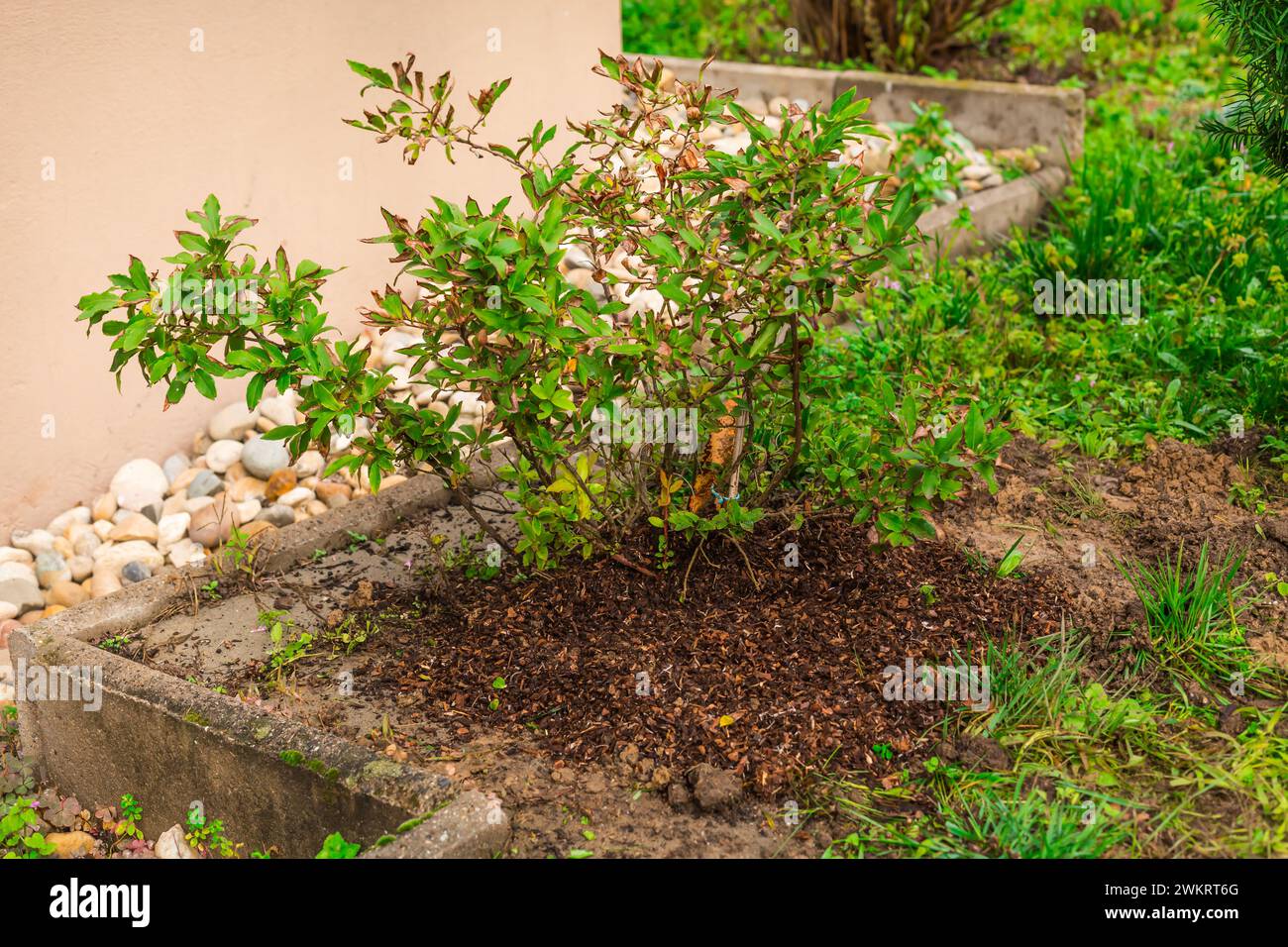 Blueberry bush( Vaccinium corymbosum) with bark mulch, spring yard work, gardening Stock Photo
