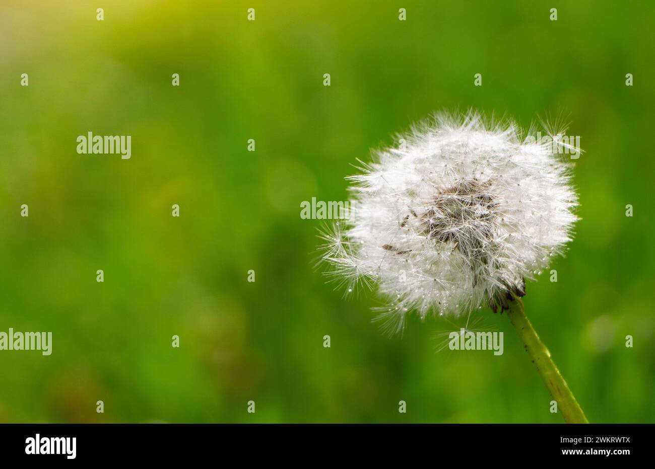 Dry dandelion flower with water drops on the background of green grass at spring. Stock Photo