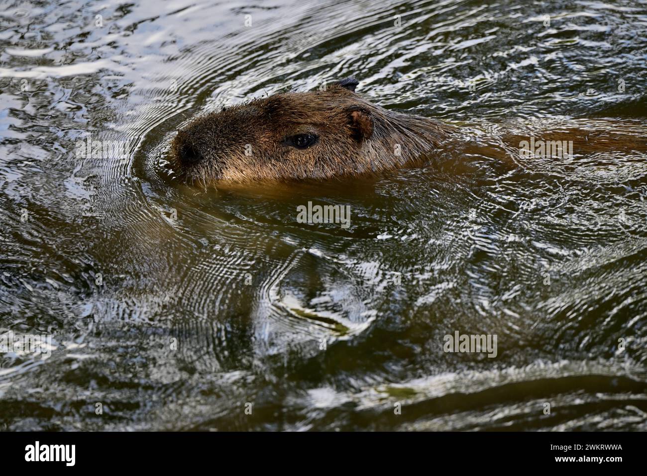 A Capybara swimming at Dartmoor Zoo Park, Devon Stock Photo Alamy