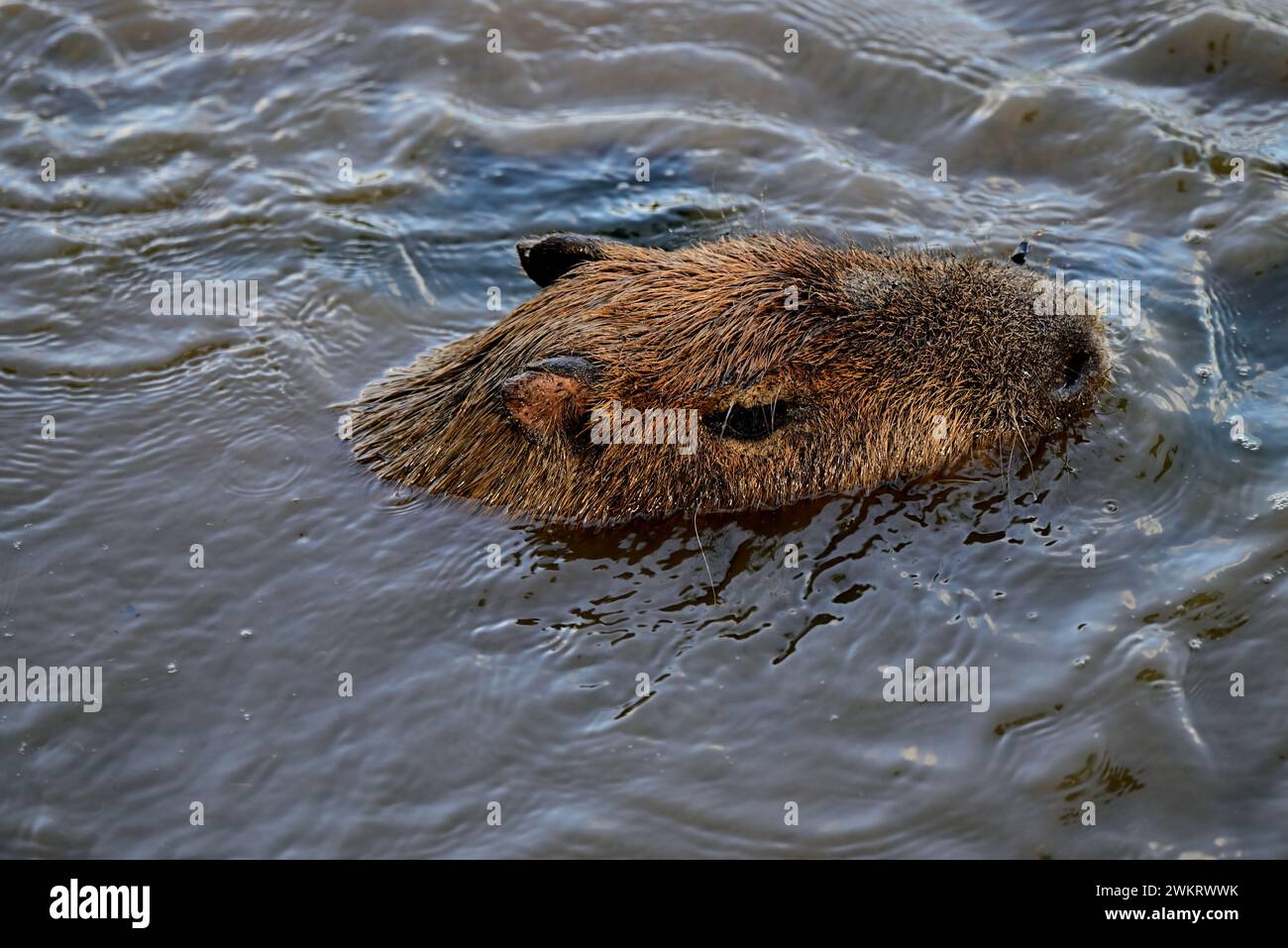 A Capybara swimming at Dartmoor Zoo Park, Devon Stock Photo Alamy
