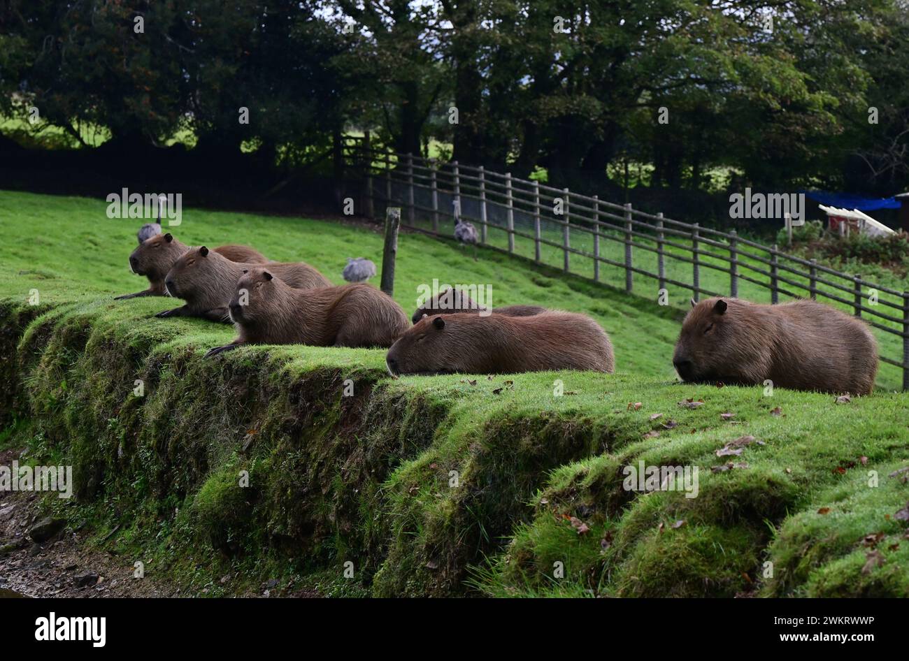 Capybaras at Dartmoor Zoo Park, Devon Stock Photo Alamy