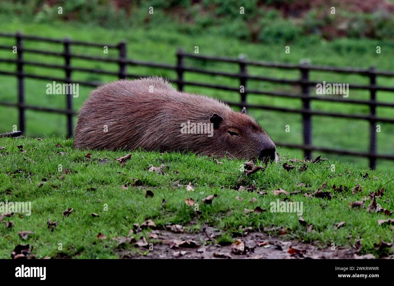 A Capybara at Dartmoor Zoo Park, Devon Stock Photo Alamy