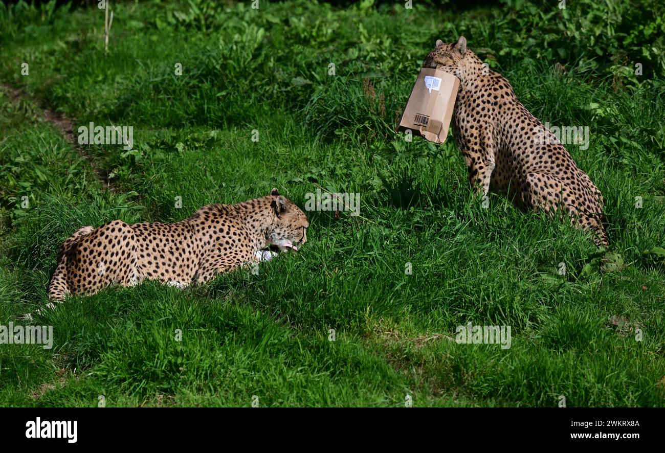 Male Northeast Cheetahs feeding at Dartmoor Zoo Park, Devon. One is