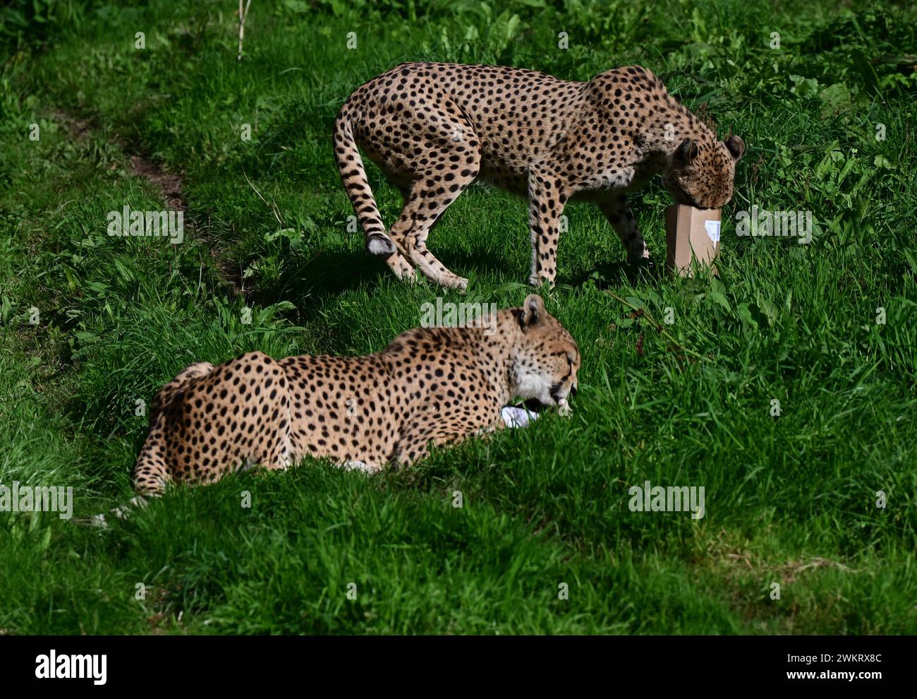 Male Northeast Cheetahs feeding at Dartmoor Zoo Park, Devon. One is