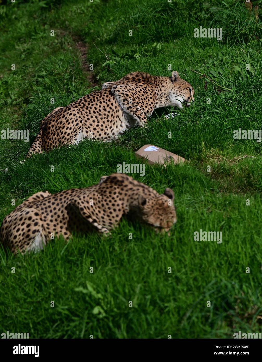 Male Northeast Cheetahs feeding at Dartmoor Zoo Park, Devon Stock Photo