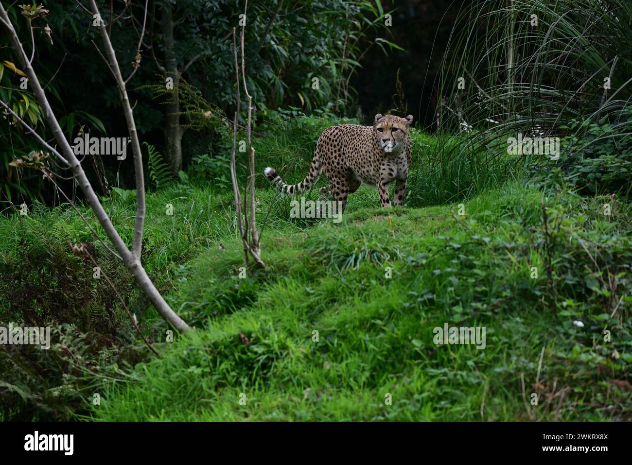 A male Northeast Cheetah at Dartmoor Zoo Park, Devon Stock Photo Alamy