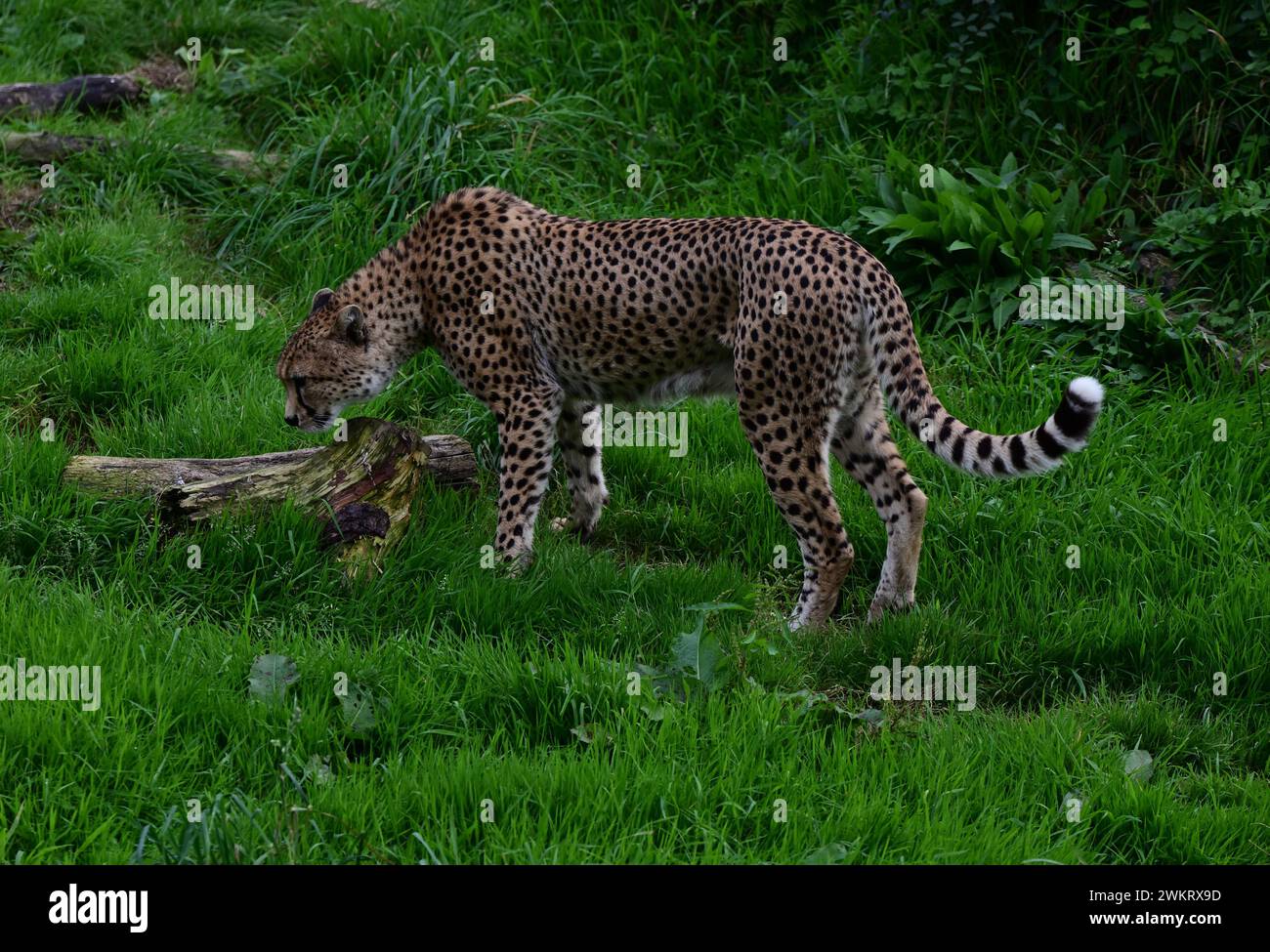 A male Northeast Cheetah at Dartmoor Zoo Park, Devon Stock Photo Alamy