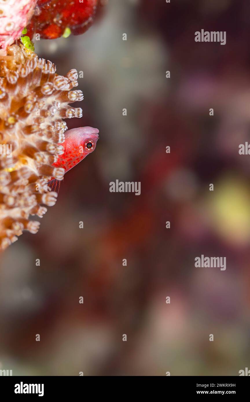 Avidor's Pygmygoby on Vibrant Coral with Defocused Copyspace Stock Photo