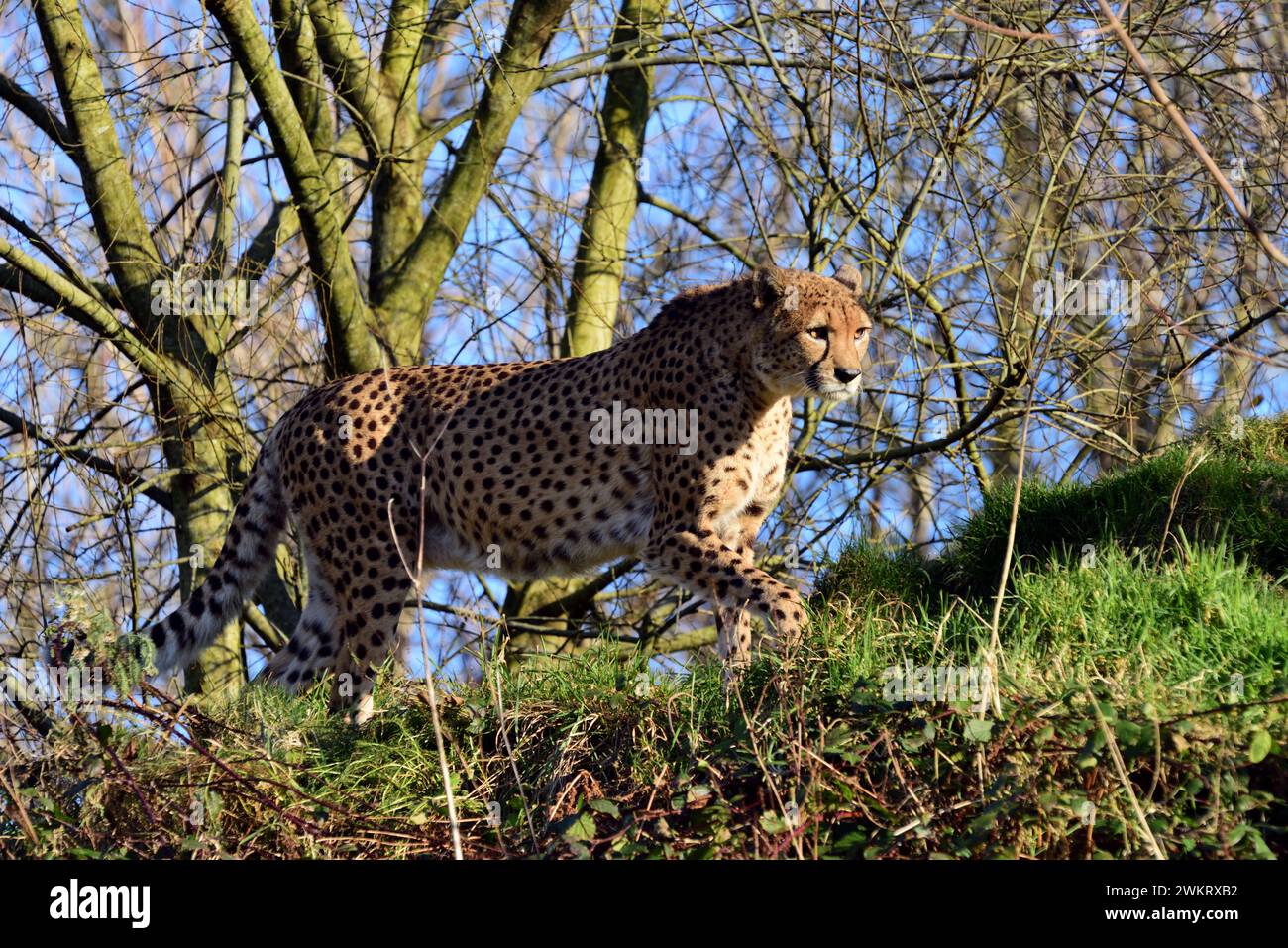 A male Northeast Cheetah at Dartmoor Zoo Park, Devon Stock Photo Alamy