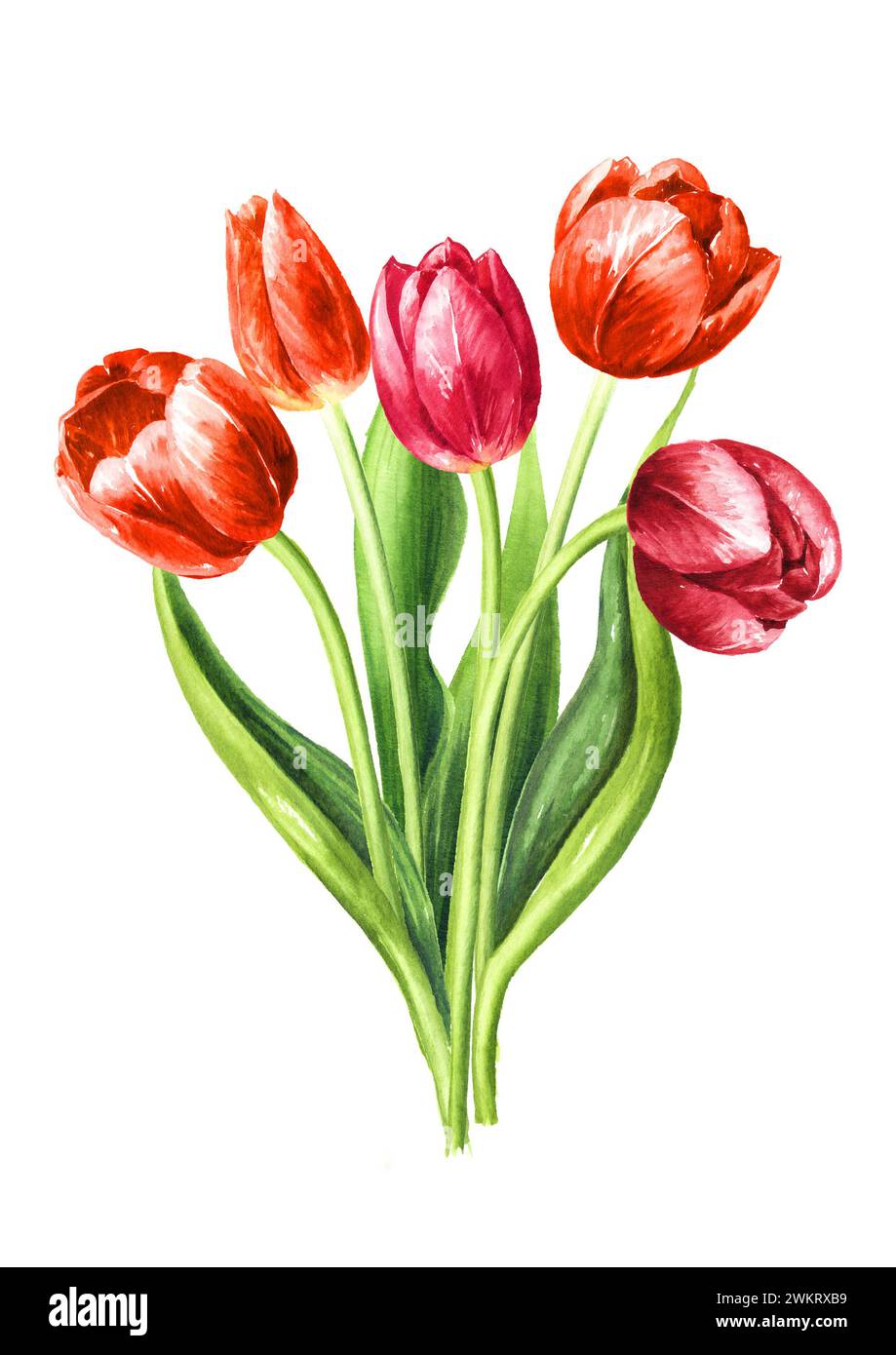 Red tulips bouquet. Hand drawn watercolor illustration isolated on ...