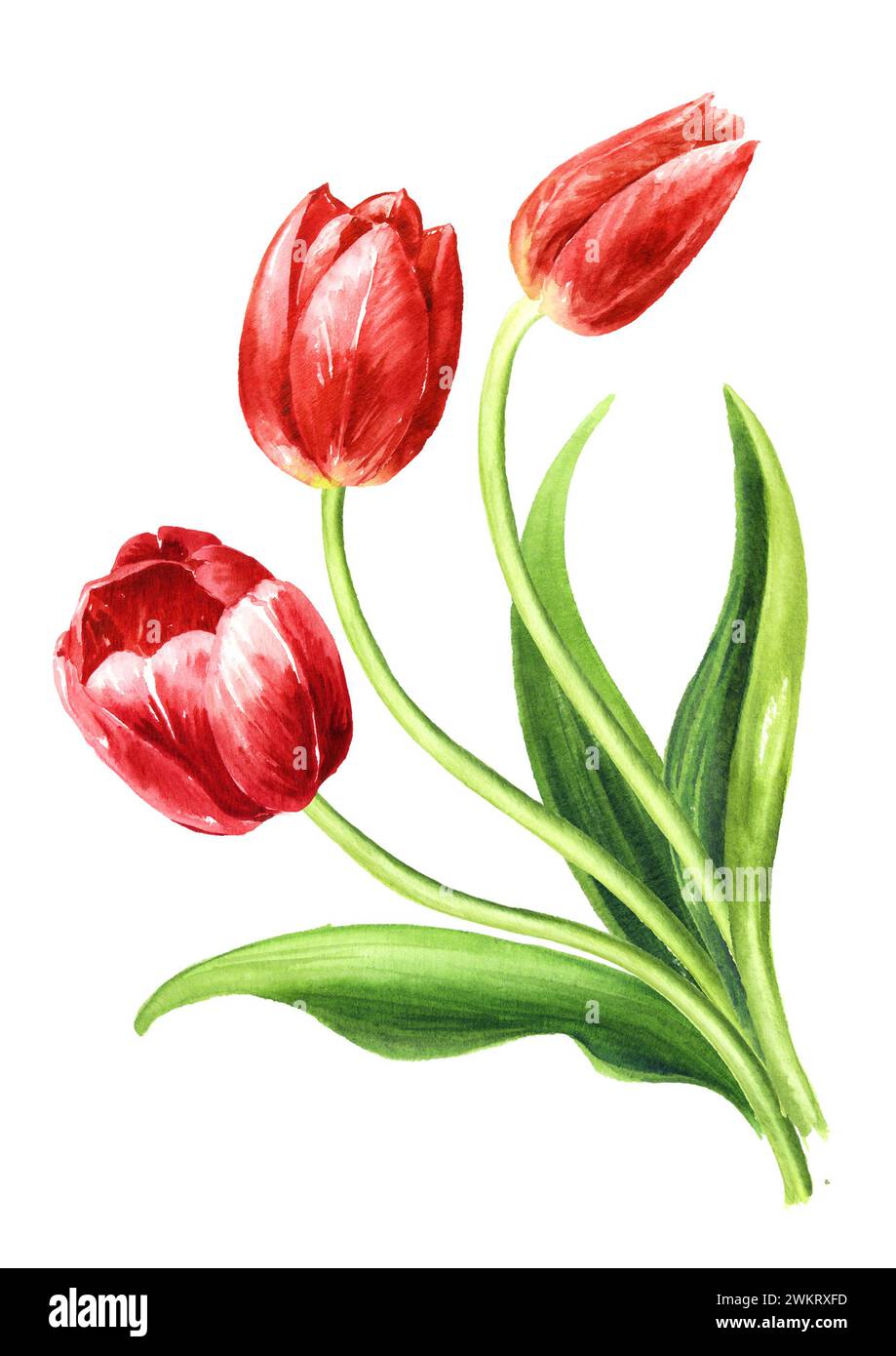 Red tulips, Hand drawn watercolor illustration, isolated on white ...