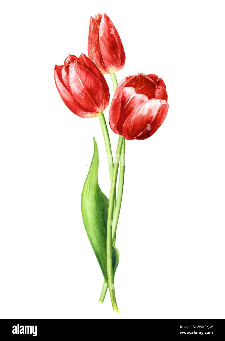 Red tulips. Hand drawn watercolor illustration isolated on white ...