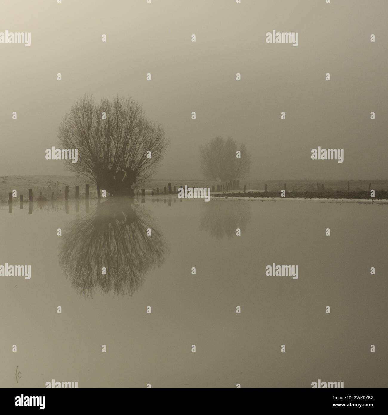 Flooded fields with pollard trees on a typical misty winter morning at Lower Rhine, North Rhine-Westphalia, Germany. Stock Photo
