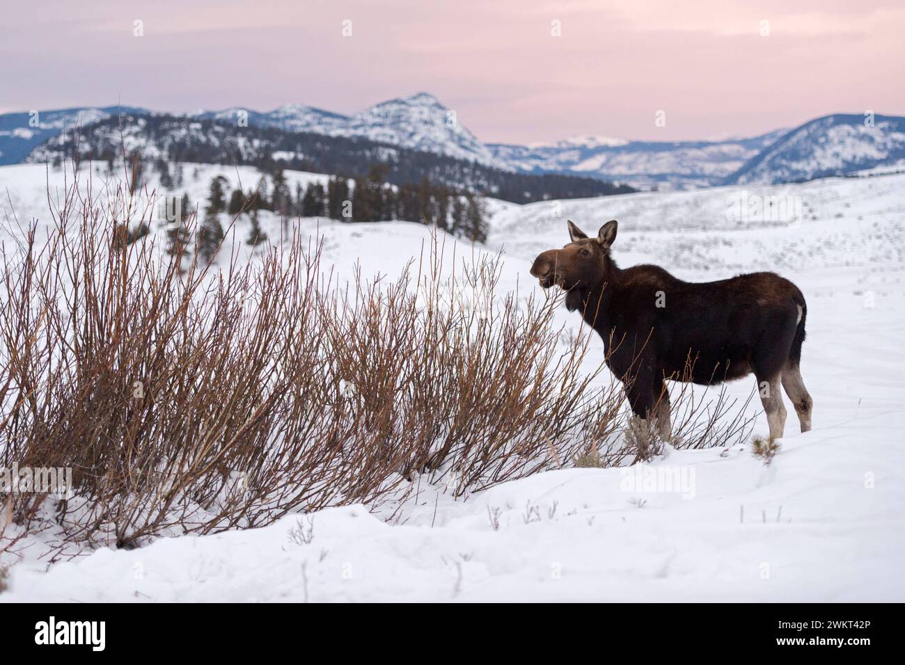 weiches Licht... Elch  Alces alces , junger Elchbulle im Winter, frisst von den Büschen auf einer weiten Hochebene im Yellowstone-Nationalpark *** Moose  Alces alces  in winter, feeding on bushes, last evening light, wide open land, Rocky Mountains, caldera of Yellowstone NP, Wyoming, USA. Wyoming Nordamerika, Vereinigte Staaten von Amerika Stock Photo