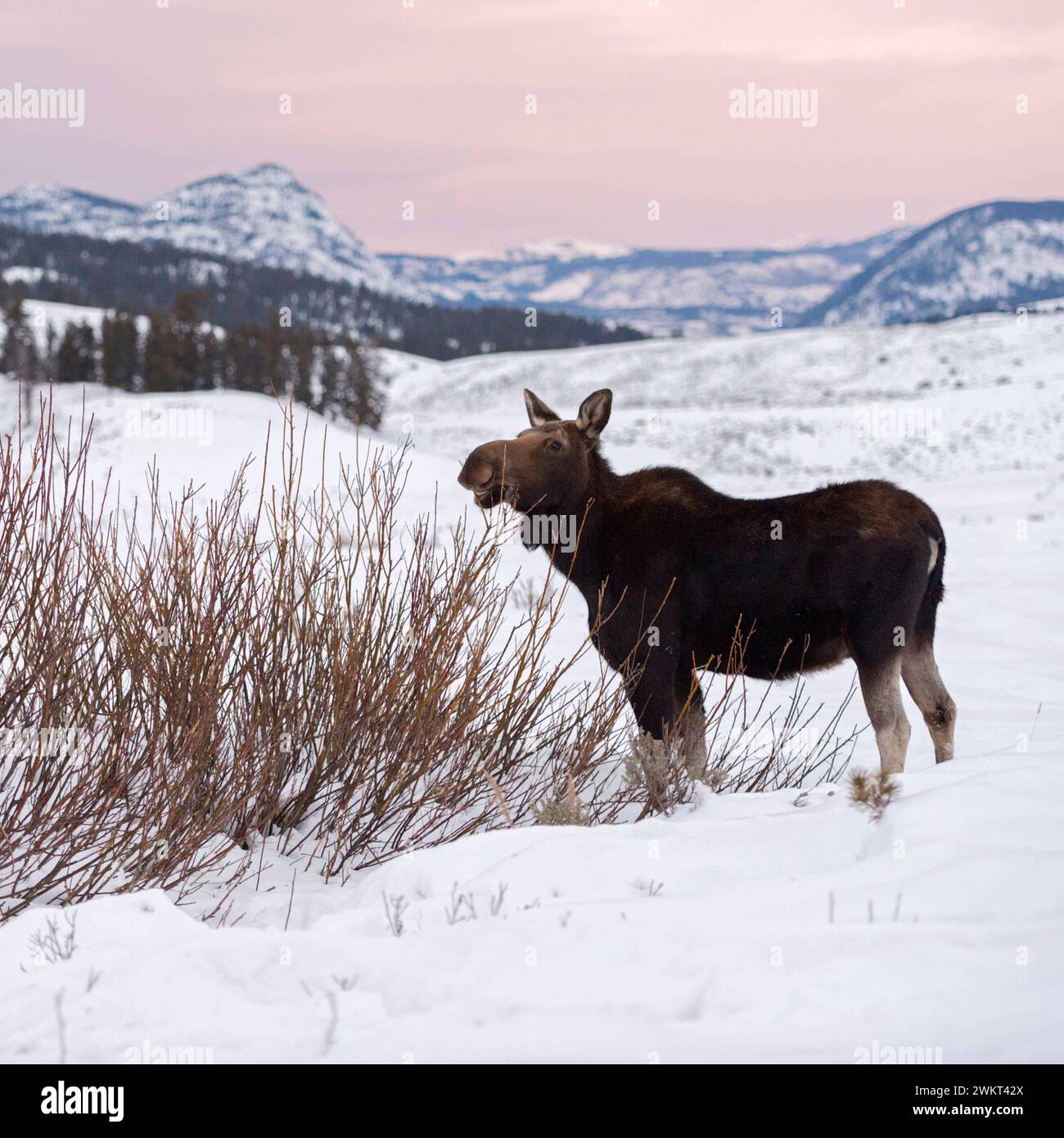 weiches Licht... Elch  Alces alces , junger Elchbulle im Winter, frisst von den Büschen auf einer weiten Hochebene im Yellowstone-Nationalpark *** Moose  Alces alces  in winter, feeding on bushes, last evening light, wide open land, Rocky Mountains, caldera of Yellowstone NP, Wyoming, USA. Wyoming Nordamerika, Vereinigte Staaten von Amerika Stock Photo