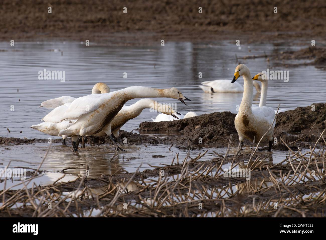 Whooper swan (Cygnus cygnus) begging young Norfolk 2024 Stock Photo