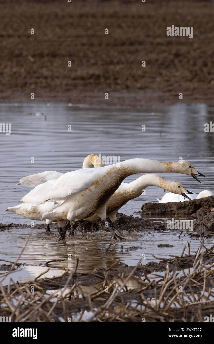 Whooper swan (Cygnus cygnus) begging young Norfolk 2024 Stock Photo