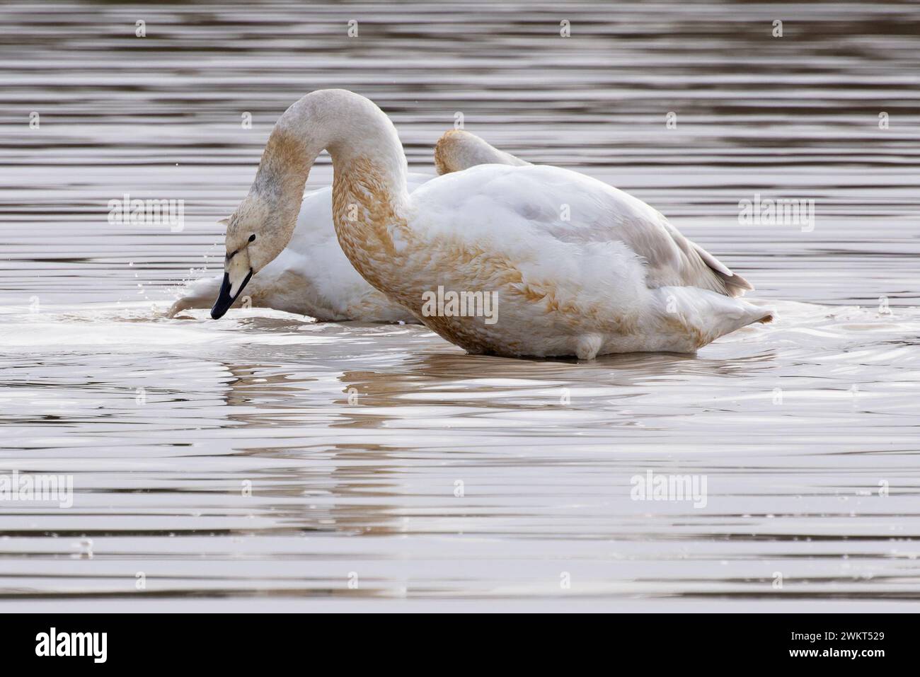 Whooper swan (Cygnus cygnus) washing Norfolk 2024 Stock Photo