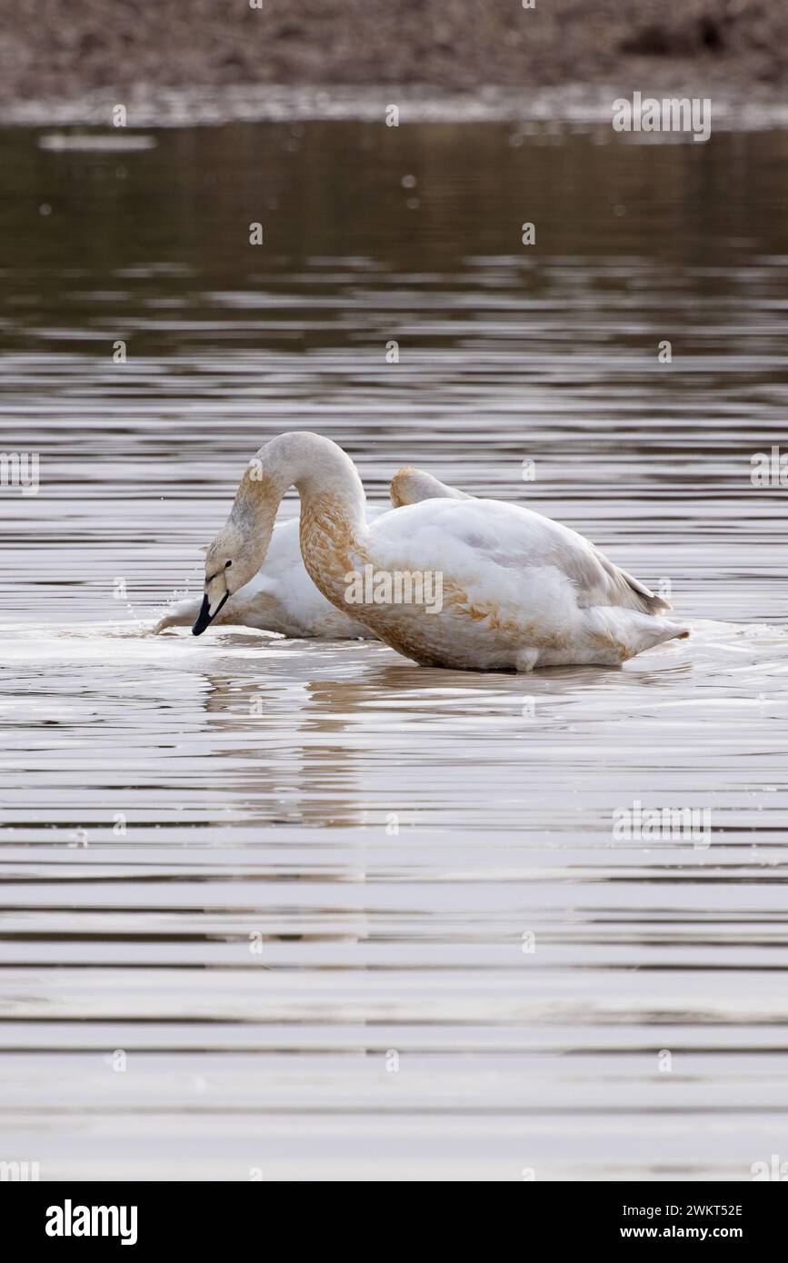 Whooper swan (Cygnus cygnus) washing Norfolk 2024 Stock Photo