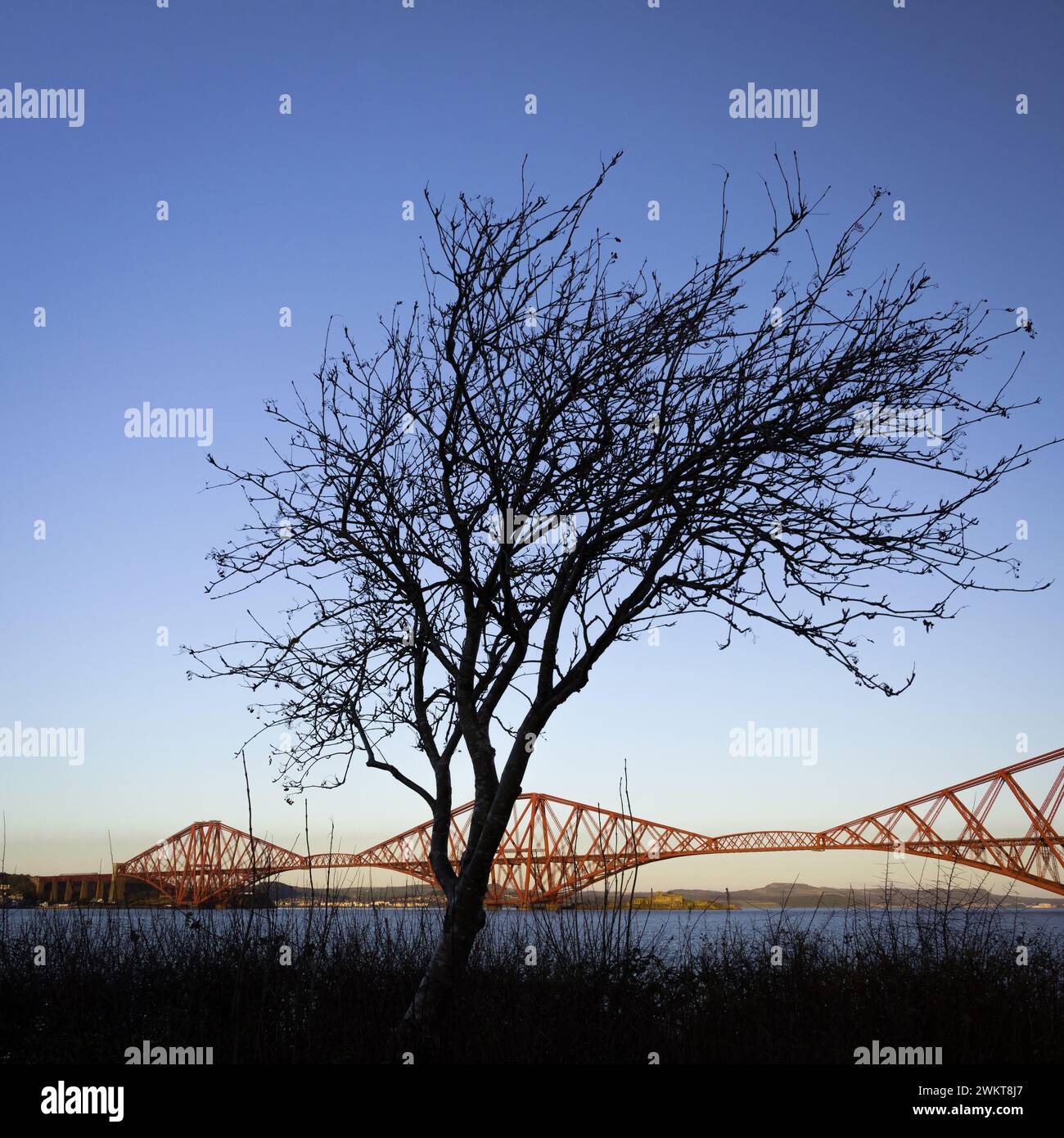 Winter tree and the Forth Bridge, Scotland Stock Photo - Alamy