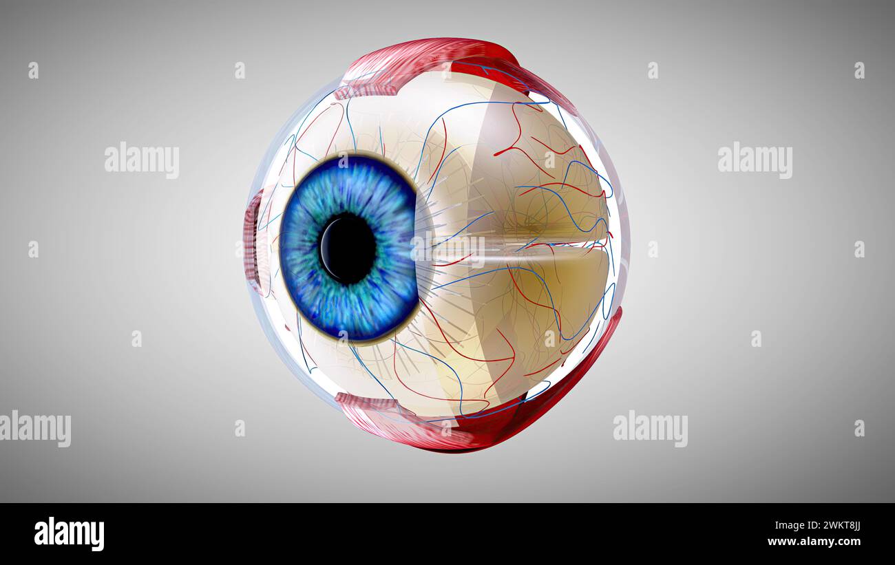 3D anatomical model of an Eye Stock Photo
