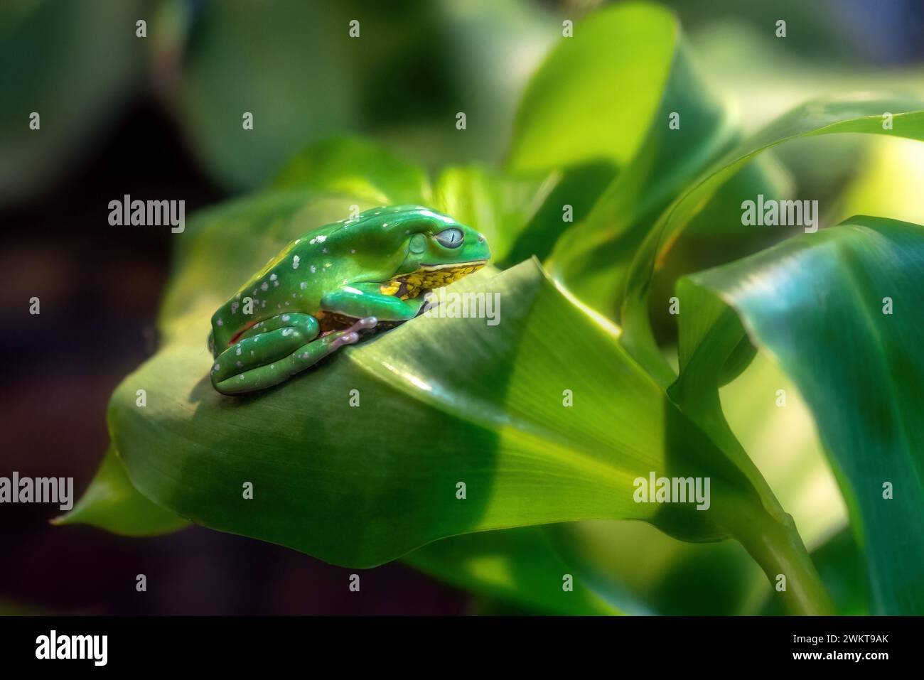 Burmeister's Leaf Frog (Phyllomedusa burmeisteri) Stock Photo