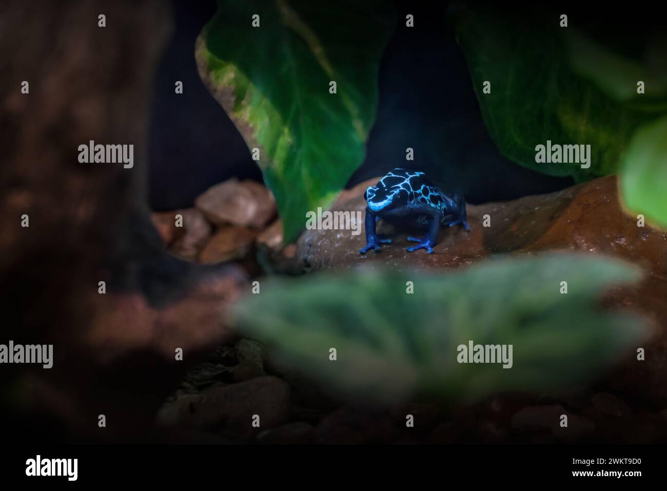 Blue Dyeing Poison Dart Frog (Dendrobates tinctorius) Stock Photo