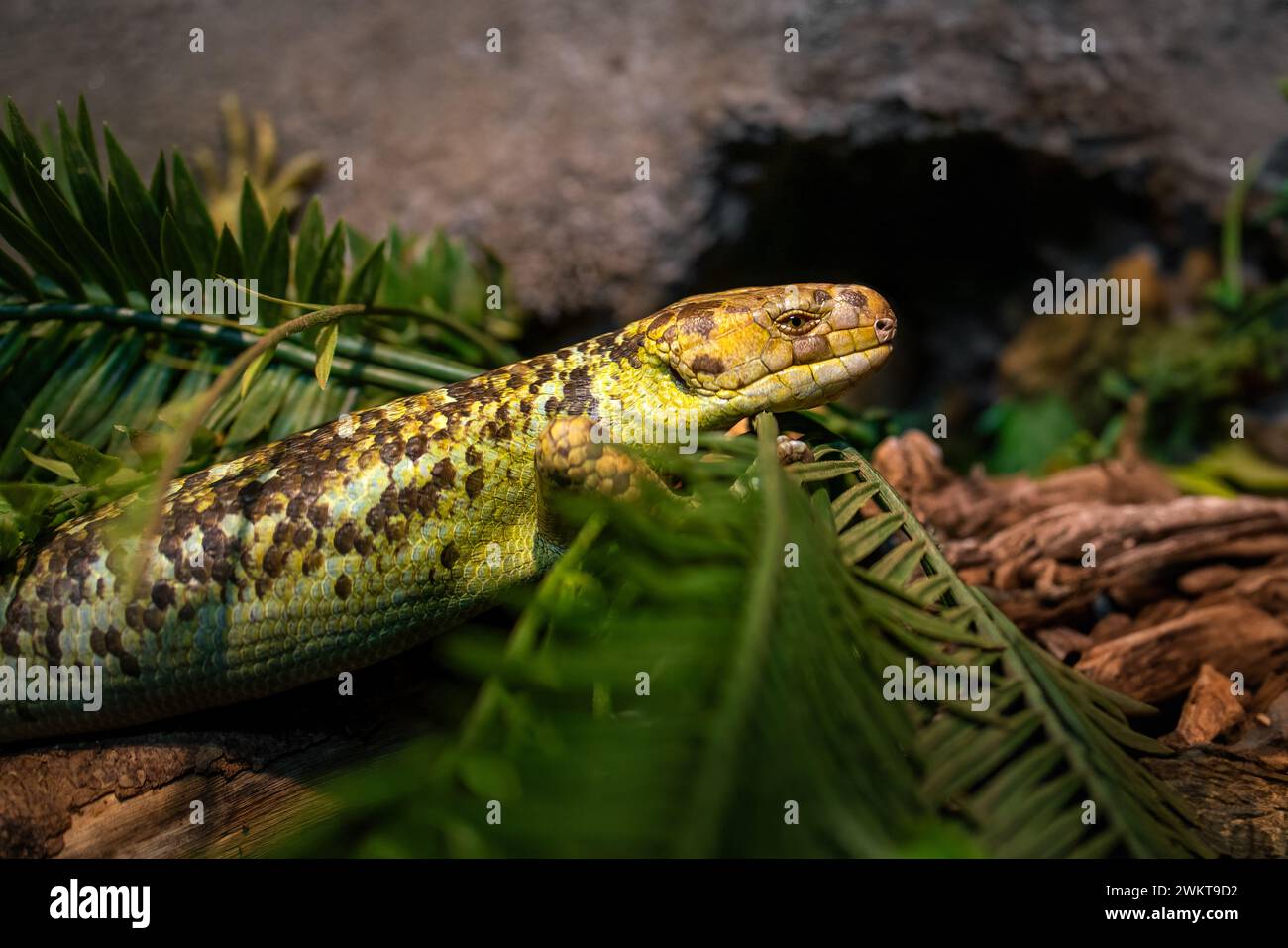 Solomon Islands Skink (Corucia zebrata) - Lizard Stock Photo