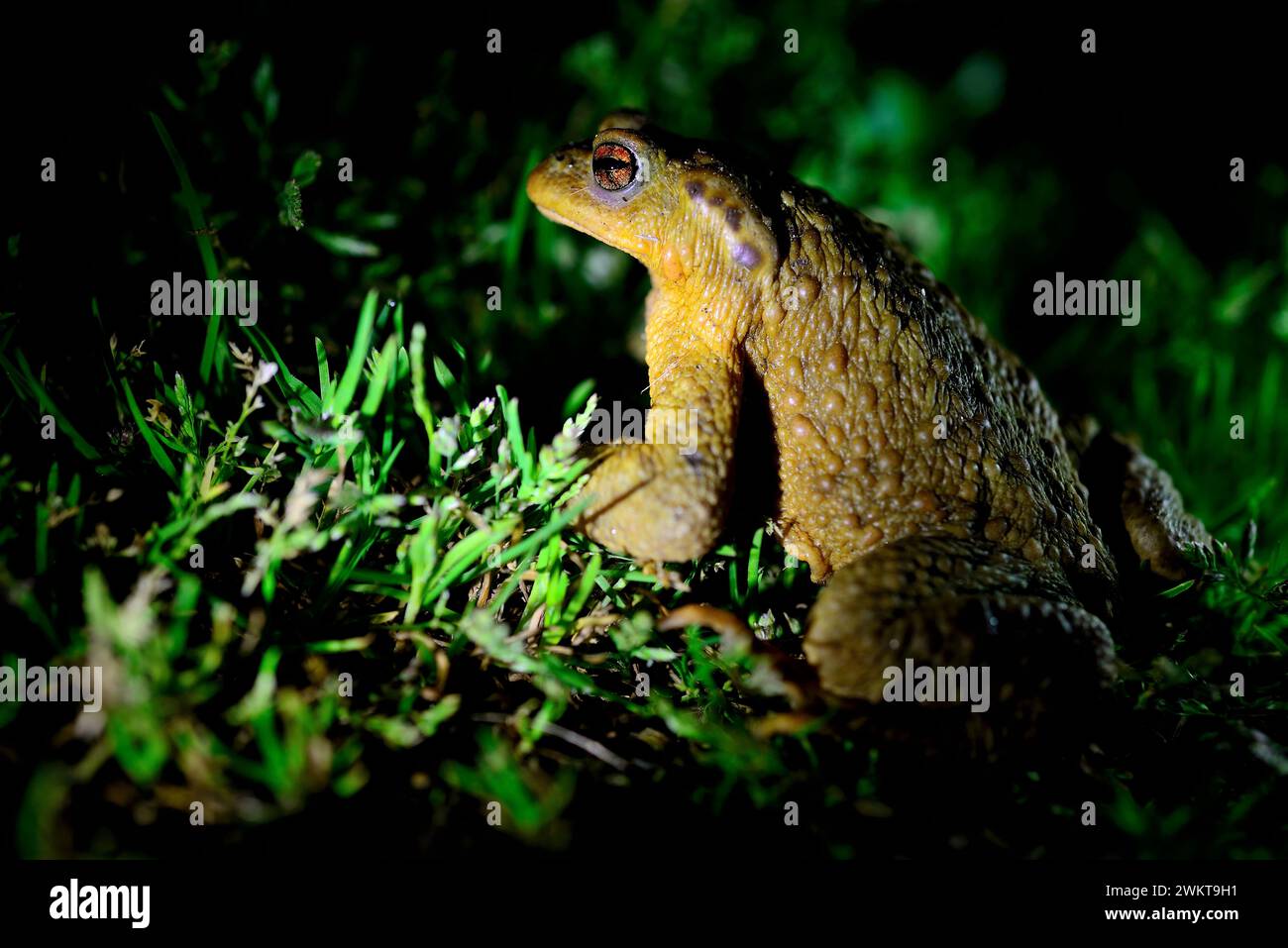 Common iberic toad (Bufo spinosus) in the banks of Cabe river, close to Monforte, Lugo, Spain Stock Photo
