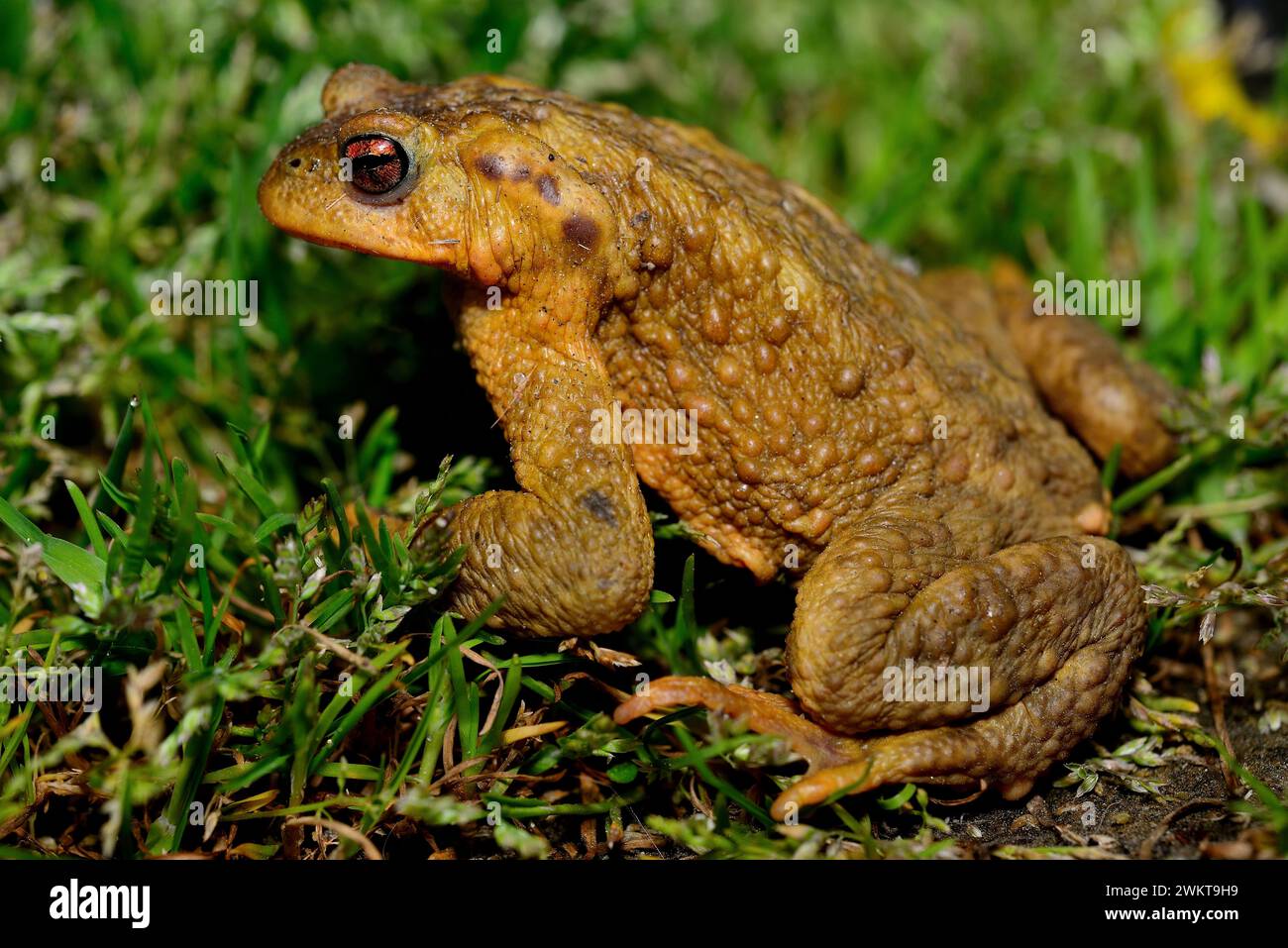 Common iberic toad (Bufo spinosus) in the banks of Cabe river, close to Monforte, Lugo, Spain Stock Photo