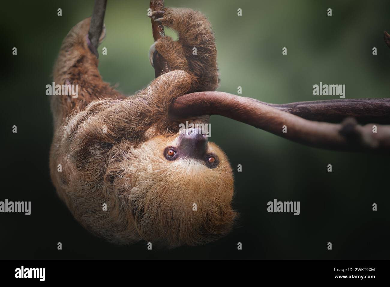 Linnaeus's Two-toed Sloth (Choloepus didactylus) Stock Photo