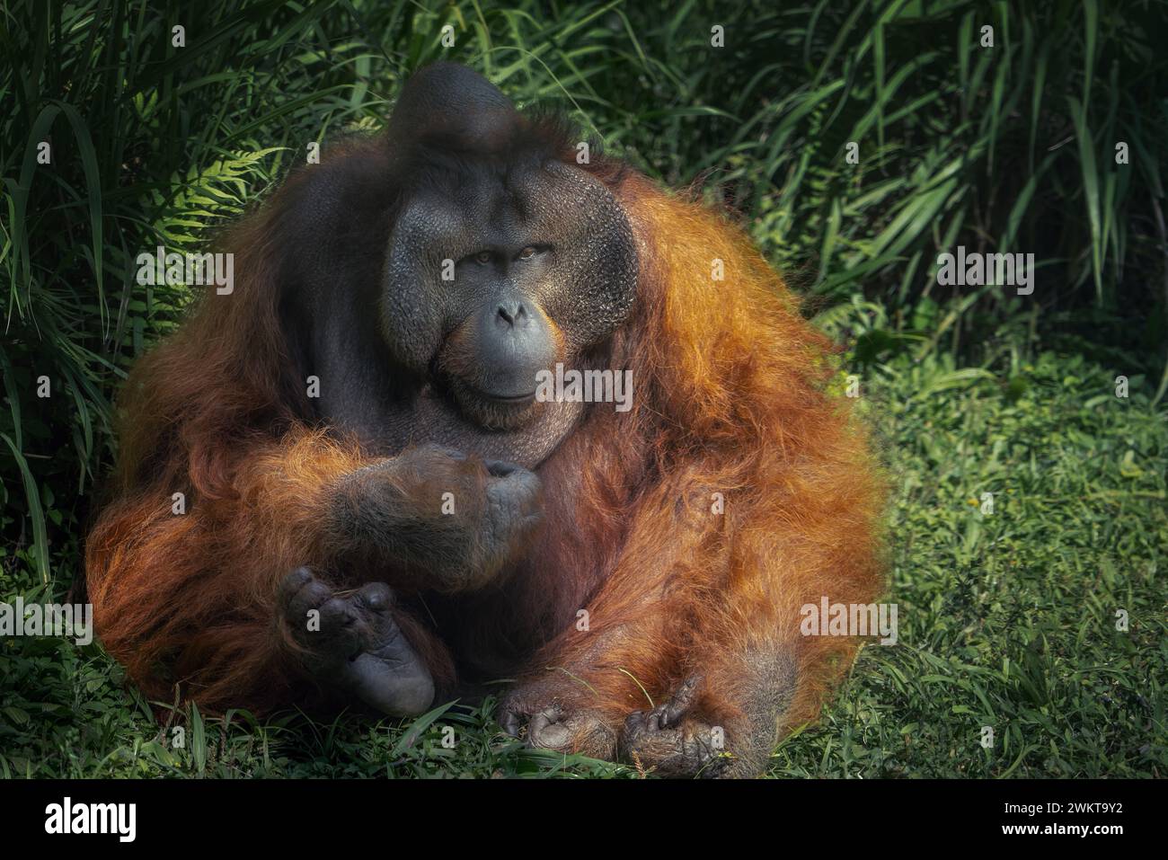 Male Bornean Orangutan (Pongo pygmaeus) - Great Ape Stock Photo