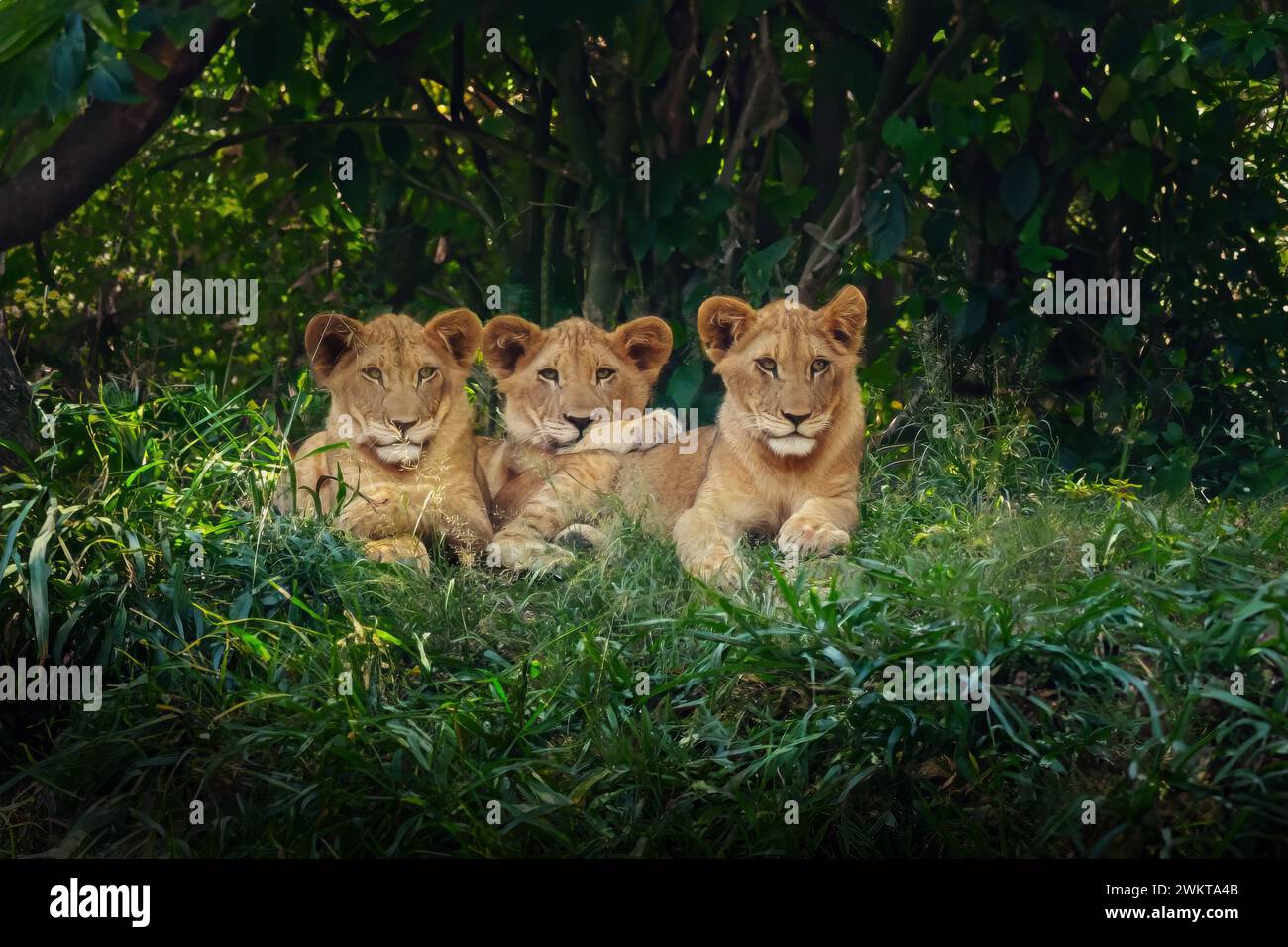 Three Lion Cubs (Panthera leo) Stock Photo