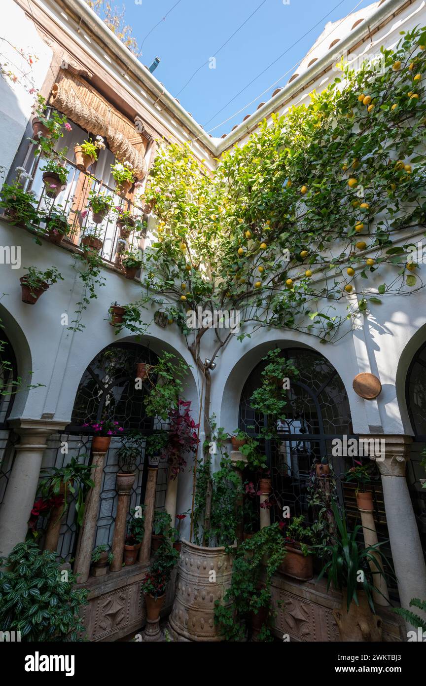 One of the many smaller courtyards called ‘Patios’ with its surrounding walls filled with hanging flowerpots and lemons in Cordoba in Andalusia, south Stock Photo