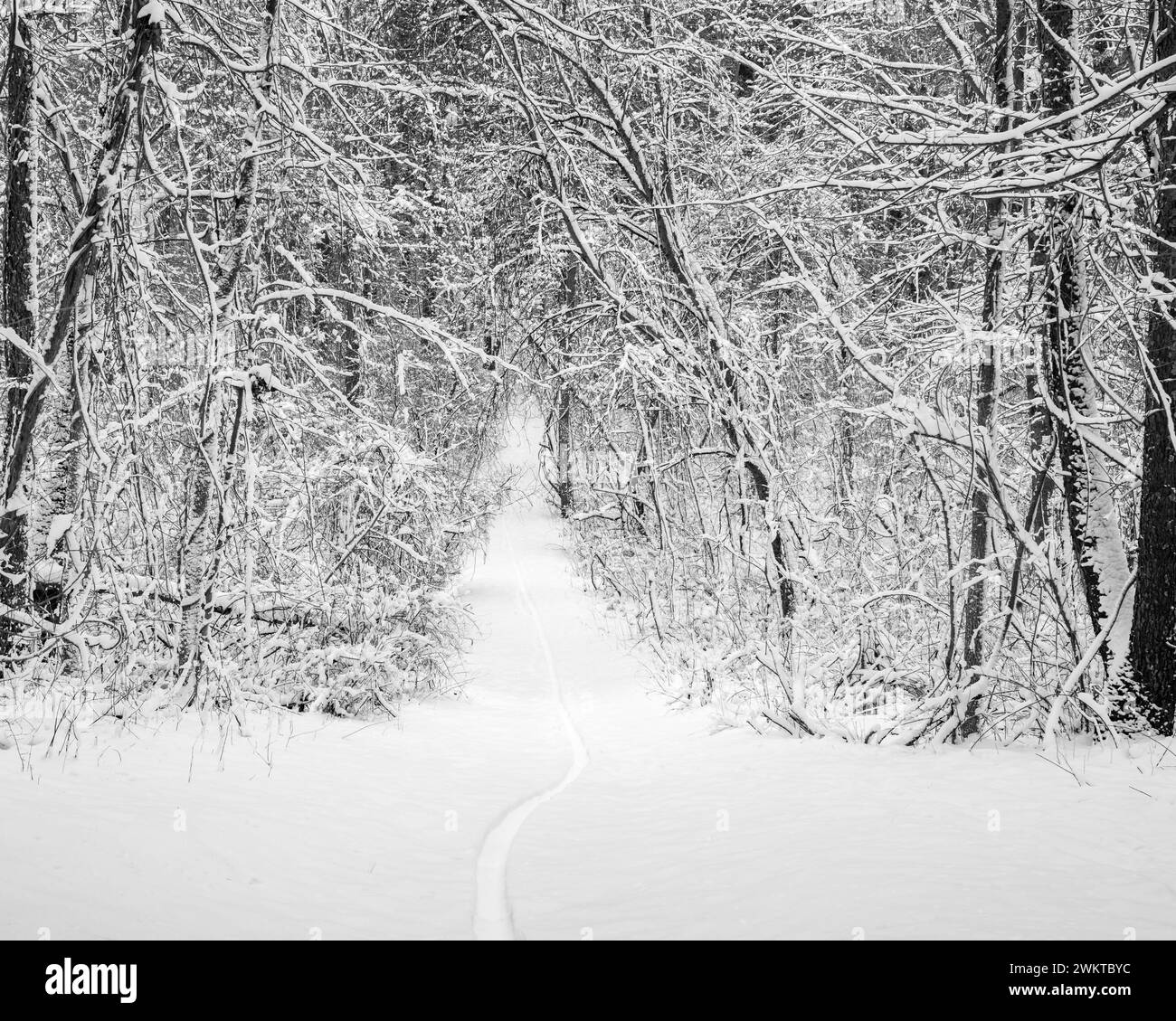 A single mountain bike tire track cuts through crisp, new-fallen snow in Bald Mountain State Recreation Area, Orion Township, Michigan. Stock Photo