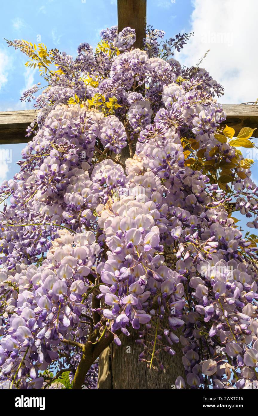 Wisteria, Wistaria sinensis, climbing plant, twining stems with hanging trails of  blue flowers, May Stock Photo