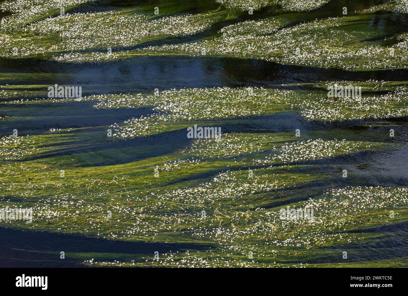 Common Water-Crowfoot Ranunculus aquatilis, in flower along sections of the River Tees, Co Durham, July Stock Photo