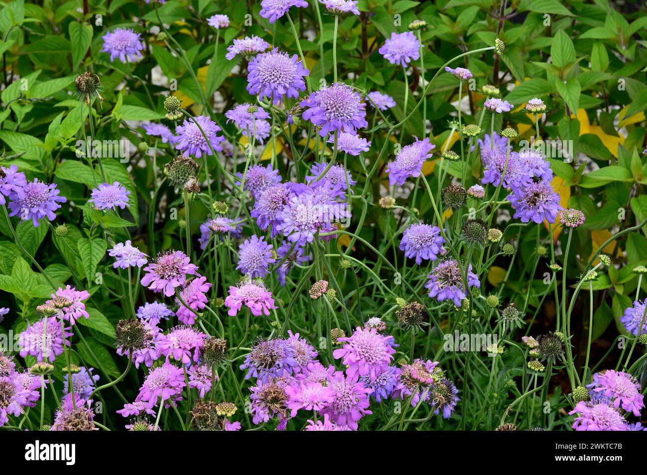 A closeup of Knautia arvensis, Scabiosa in a summer garden Stock Photo