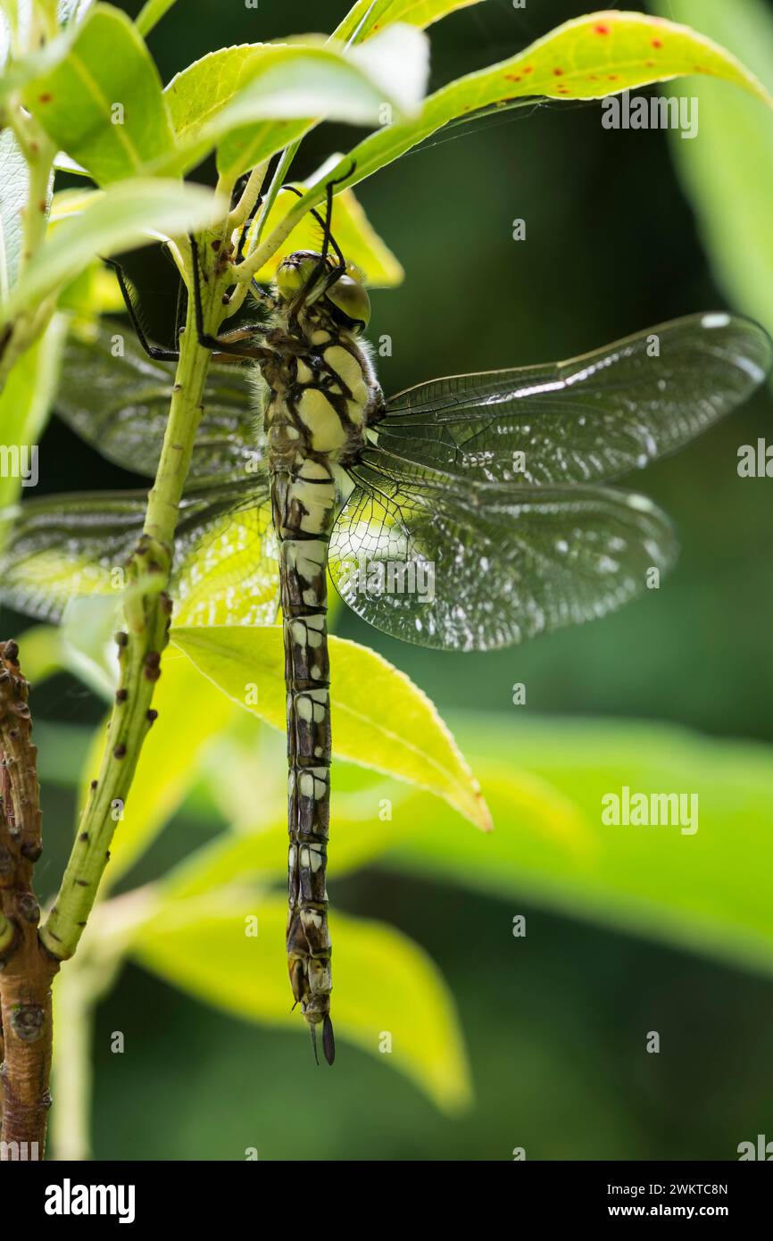 Southern Hawker Dragonfly Aeshna cyanea, resting in garden after recently emerging from nymph case in reeds around garden pond, August Stock Photo