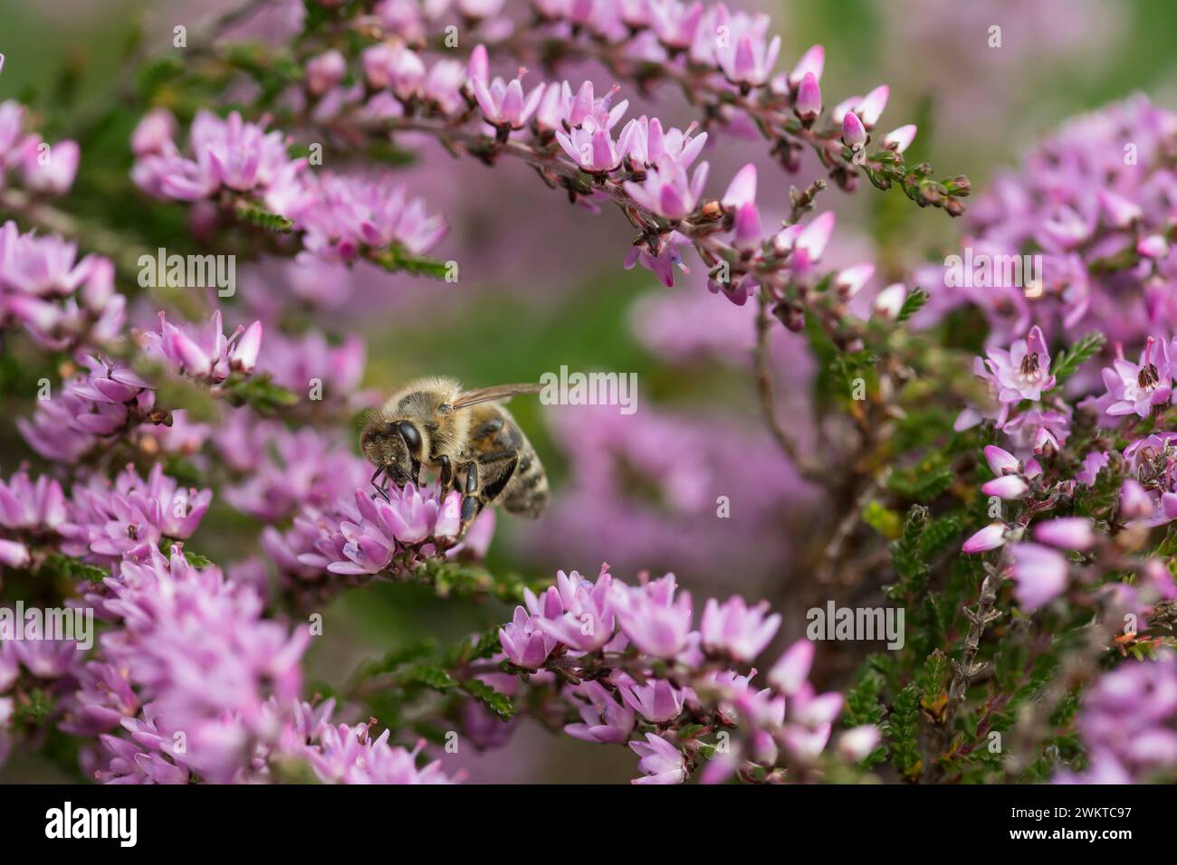 Heather Treebees Ling, Heather, Calluna vulgaris, close up of Honey bee Apis mellifera ...