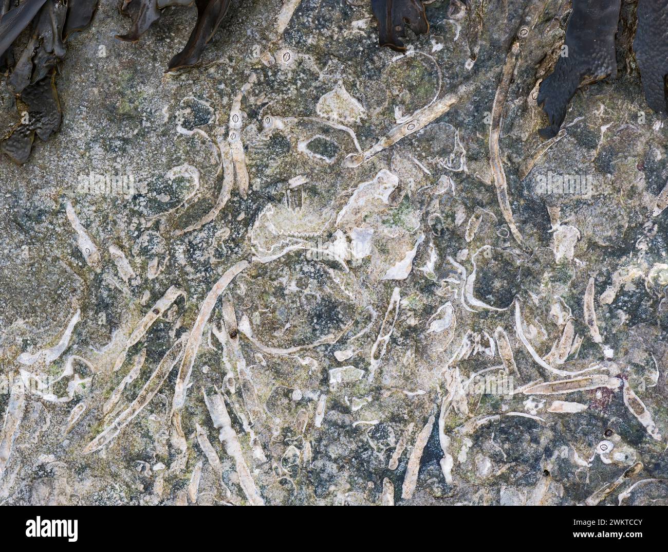 Fossil debri leaves patterns & shapes on coastal rocks from all types ...