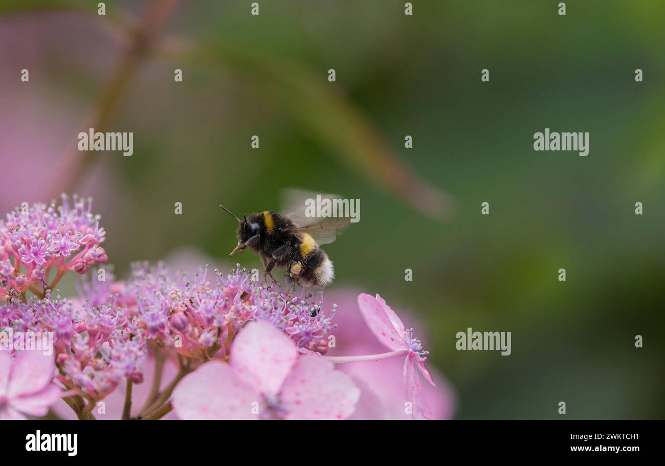 White-tailed bumble bee Bombus lucorum, with pollen full sacks  flying to feed on hydrangea flowers in a garden, July Stock Photo