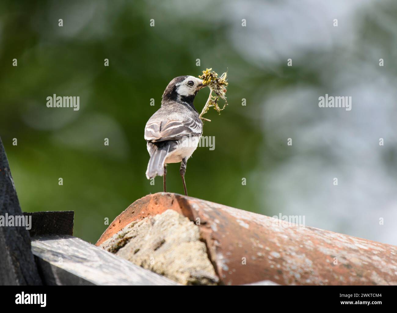Pied wagtail Motacilla alba yarrellii, with beakful, of nesting material, perched on roof, June. Stock Photo