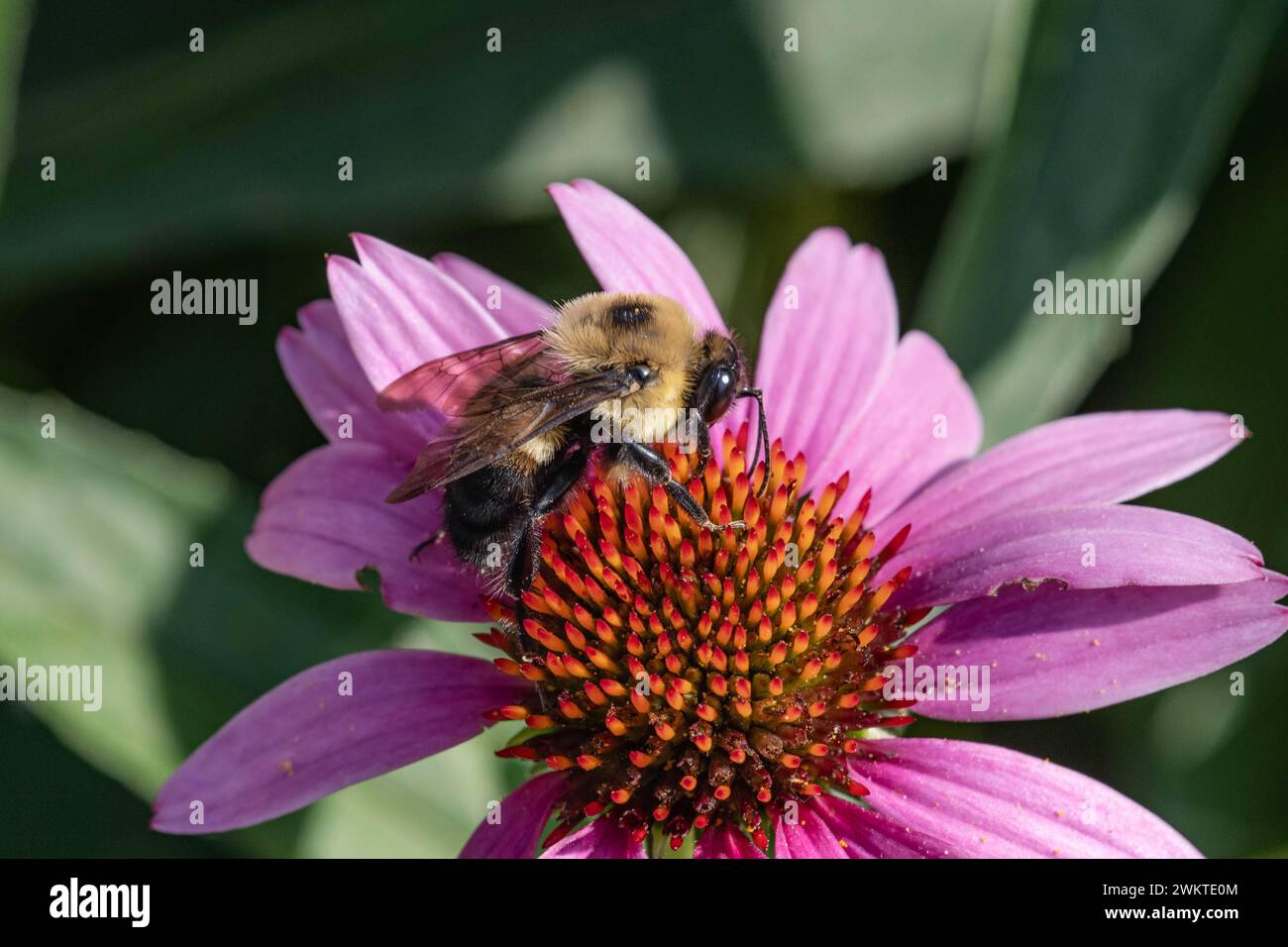 Bee perched on flower sipping nectar Stock Photo