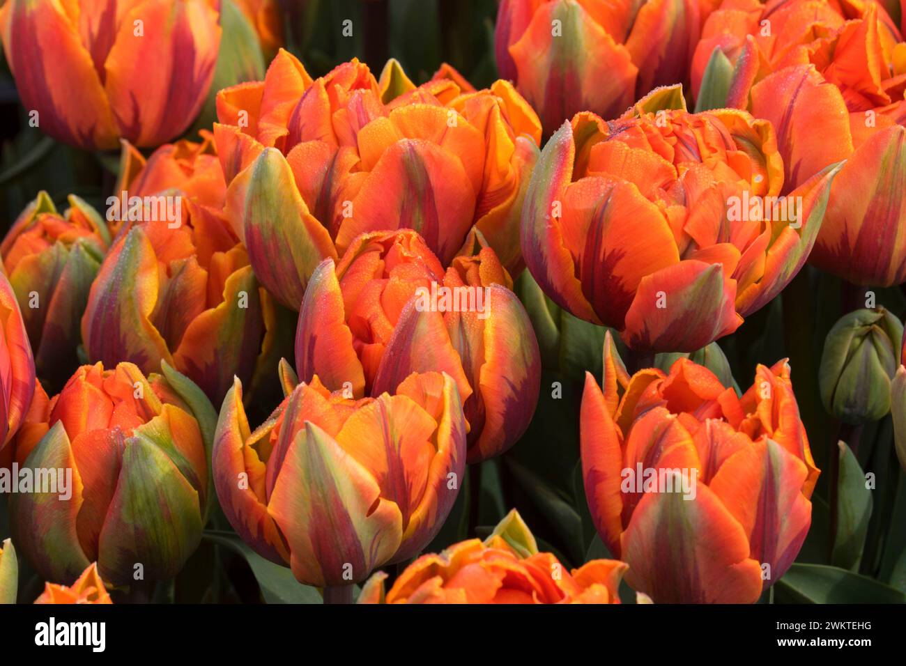 Orange Princess tulips, Wooden Shoe Bulb Co., Clackamas County, Oregon Stock Photo
