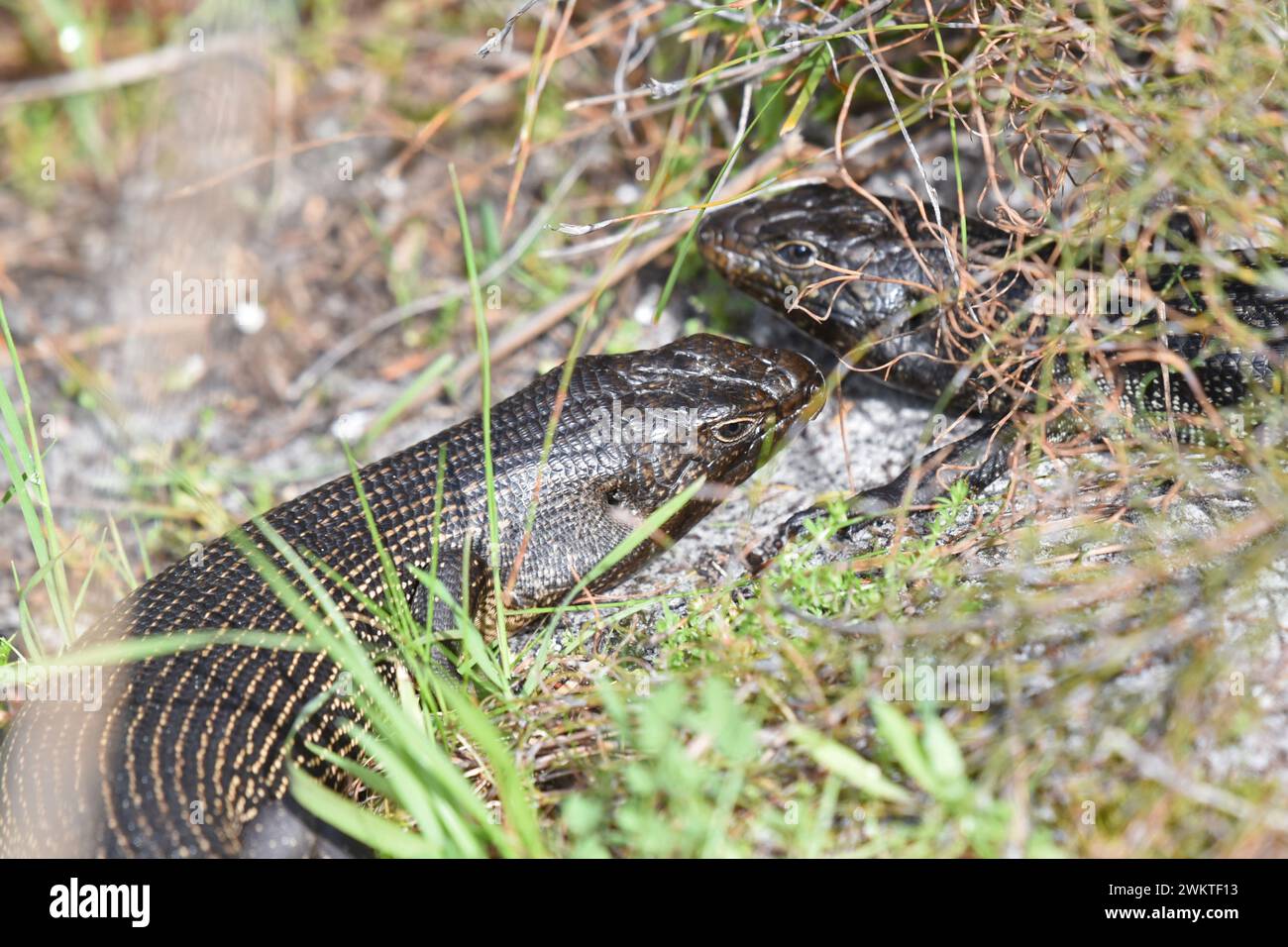 Close-up of King's skink (Egernia kingii), a lizard species which is endemic to Australia Stock Photo