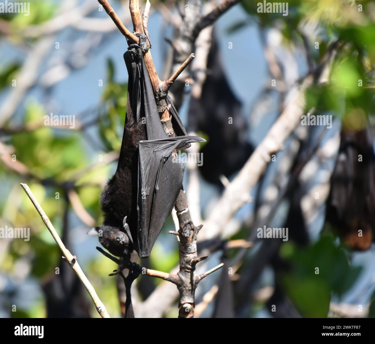 Little Red Flying-Foxes resting in trees Stock Photo - Alamy