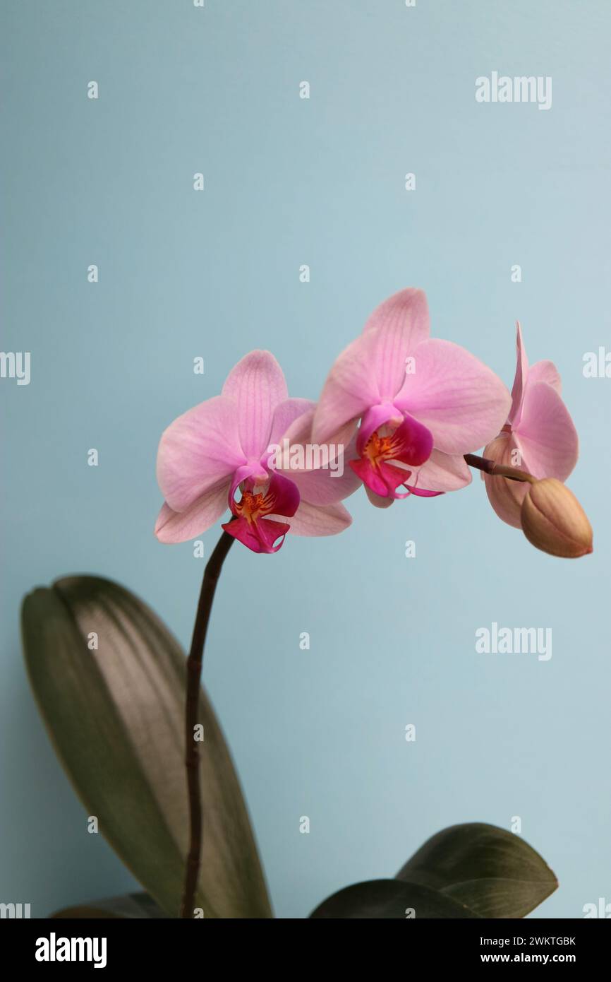 Pink Orchid with delicate petals  and bud on blue background, pink orchid with leaves macro, flower head, beauty in nature, exotic flower vertical, fl Stock Photo